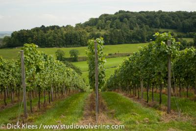 Vanuit het Geuldal op weg naar Stokhem kun je wijngaarden tegenkomen.