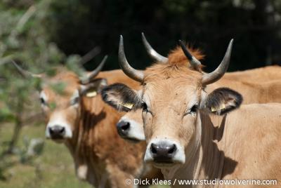 Nieuw-Haamstede, natuurgebied De Kop van Schouwen wordt begraasd door deze koeien
