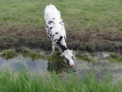Op een warme zonnige dag in juni 2019: lenige, dorstige koe aan de Zijlvesterweg bij Dorkwerd. Hopelijk is hij er niet in gevallen (we weten niet hoe het na deze foto verder is gegaan...). (© https://groninganus.wordpress.com/2019/06/16/rondje-ezinge-17)