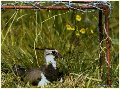 Een typisch Friese traditie is de uitdaging om in het voorjaar het eerste kievitsei te vinden. Tegelijkertijd doen de eizoekers (in het Fries: 'aaisikers') ook veel aan nestbescherming, om zo de weidevogels te beschermen tegen de landbouwmachines.