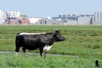 Prachtige foto van weblogger Afanja van zuivelfabriek van FrieslandCampina in Gerkesklooster met een koe op de voorgrond. Wel mooi symbolisch maar ook misleidend in die zin dat de koe niets met (de) melk(fabriek) te maken heeft: het is nl. een vleeskoe...