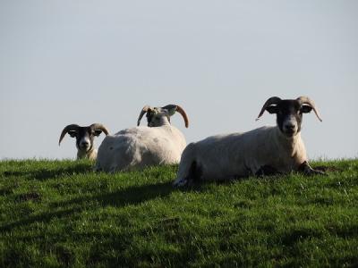 Ook deze schapen kun je in buurtschap Hekkum aantreffen (© Harry Perton / https://groninganus.wordpress.com/2018/04/22/wind-mee-vanaf-de-eemshaven)