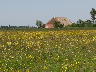 Zeer landelijk en - anno mei 2018 - kleurrijk Klein-Garnwerd. (© Harry Perton / https://groninganus.wordpress.com)