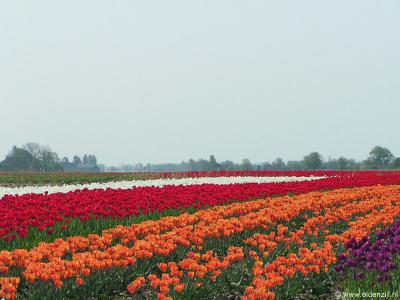 In het voorjaar bloeit de buurtschap Paaptil letterlijk op, getuige deze kleurrijke tulpenvelden