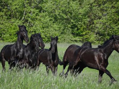 Met een beetje geluk kun je in buurtschap Paddepoel deze prachtige paarden bewonderen (© Harry Perton/https://groninganus.wordpress.com)