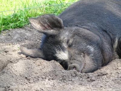 Kijk, zó hoort een varken erbij te liggen in plaats van in een megastal. (© Harry Perton / https://groninganus.wordpress.com/2021/09/23/rondje-peize-paterswolde-2)