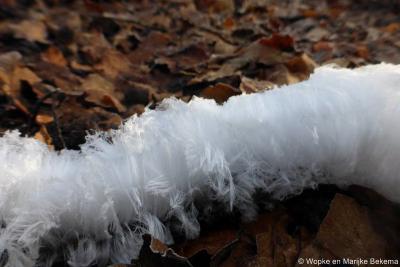 Zeldzaam ijshaar - zoek het maar eens op op Wikipedia - in de bossen bij Ugchelen, februari 2015