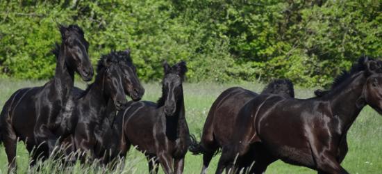 Met een beetje geluk kun je in buurtschap Paddepoel deze prachtige paarden bewonderen (© Harry Perton/https://groninganus.wordpress.com)