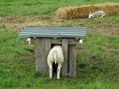 Op een zonnige dag in mei 2021 zoeken twee schapen in buurtschap Boerdam schaduw achter een strobaal en in een schuilhokje. Dat past nét... (© Harry Perton / https://groninganus.wordpress.com/2021/05/09/middelstum-v-v)