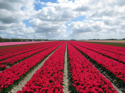 De Noordoostpolder heeft de grootste oppervlakte aan tulpenvelden van ons land. Daarom is hier in april/mei het Tulpenfestival.