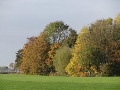 Bomen in kleurige najaarstinten nabij Sint Annen, oktober 2016 (© Harry Perton/https://groninganus.wordpress.com)