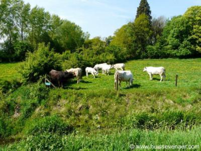Zevenaar, de ca. 50 Piemontese koeien van Huis Sevenaer worden op duurzame en diervriendelijke wijze gehouden. En dat proef je! Zie voor nadere info de site van Huis Sevenaer onder het kopje Landschap etc.